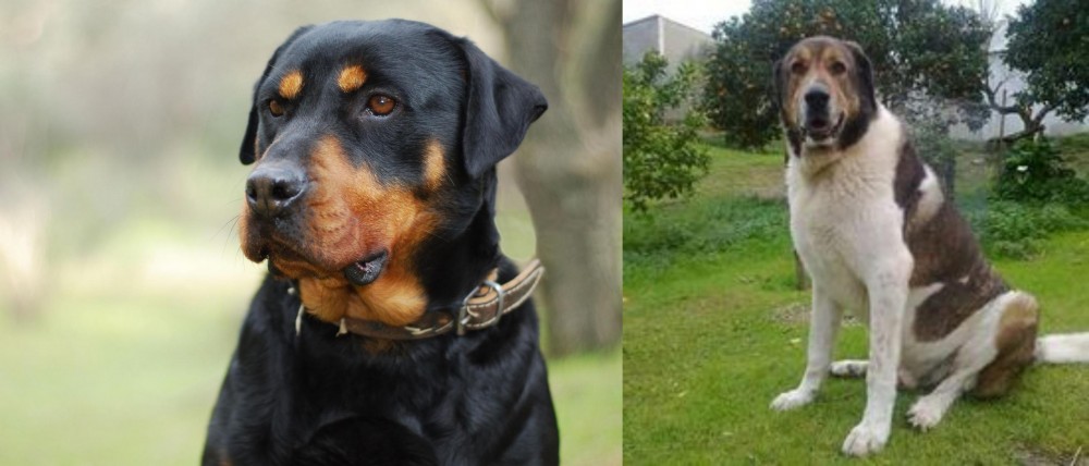 Cao de Gado Transmontano vs Rottweiler - Breed Comparison