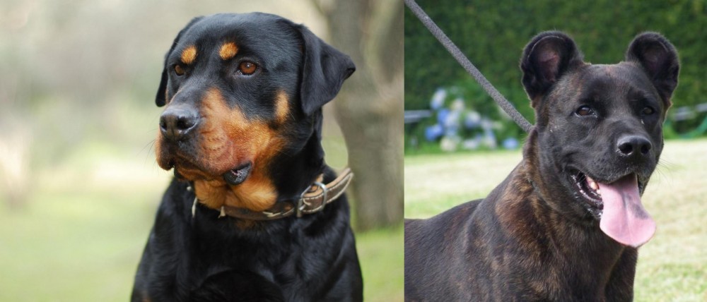 Cao Fila de Sao Miguel vs Rottweiler - Breed Comparison