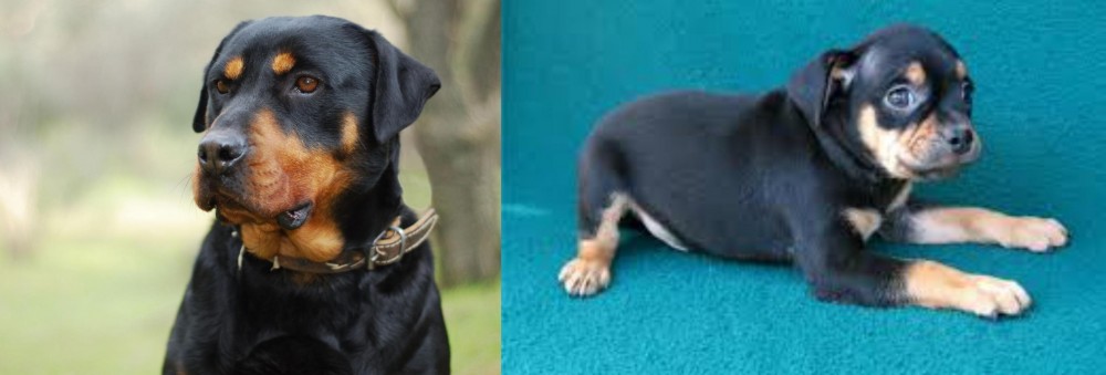 Carlin Pinscher vs Rottweiler - Breed Comparison