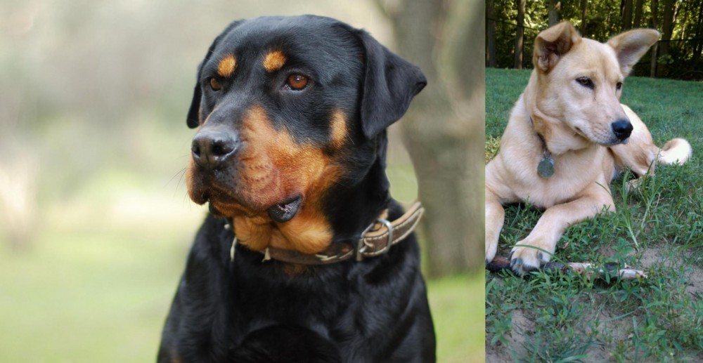 Carolina Dog vs Rottweiler - Breed Comparison
