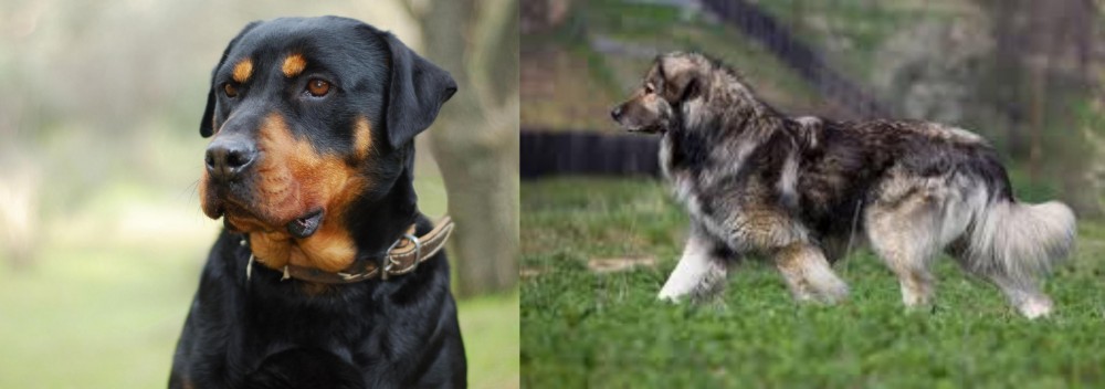 Carpatin vs Rottweiler - Breed Comparison