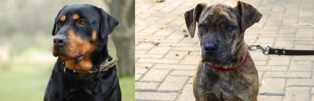 Catahoula Bulldog vs Rottweiler - Breed Comparison