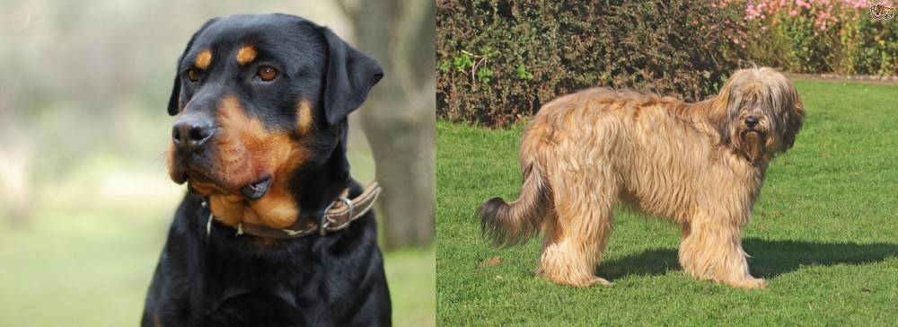 Catalan Sheepdog vs Rottweiler - Breed Comparison