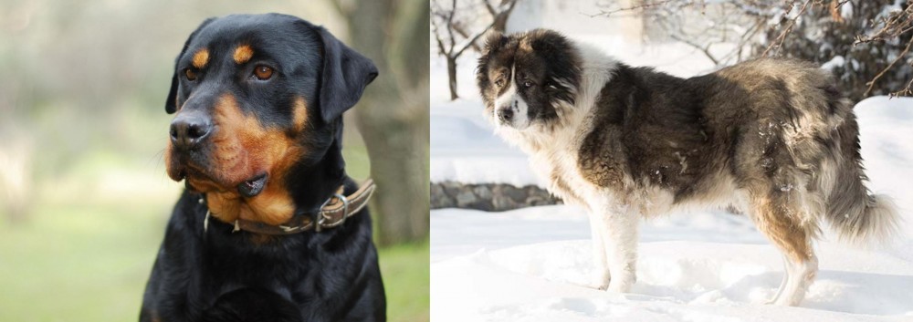 Caucasian Shepherd vs Rottweiler - Breed Comparison