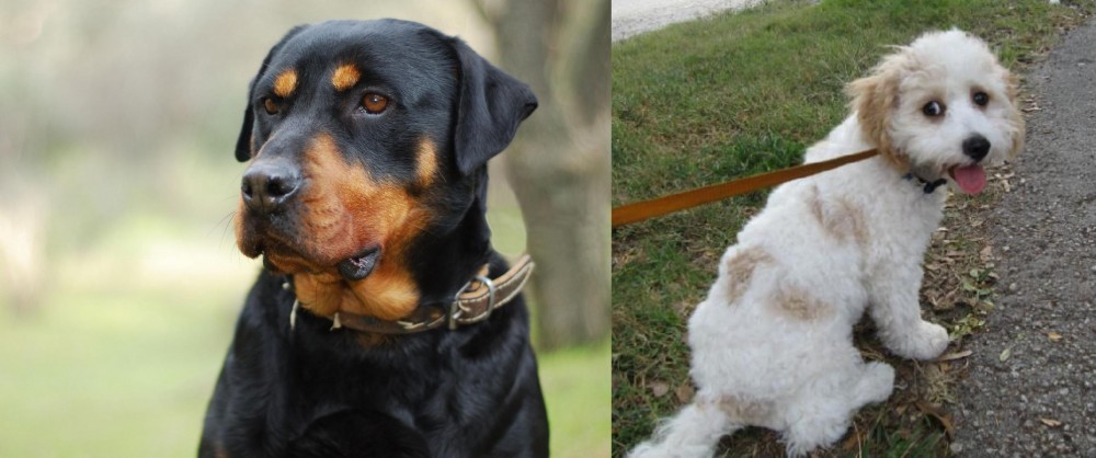 Cavachon vs Rottweiler - Breed Comparison