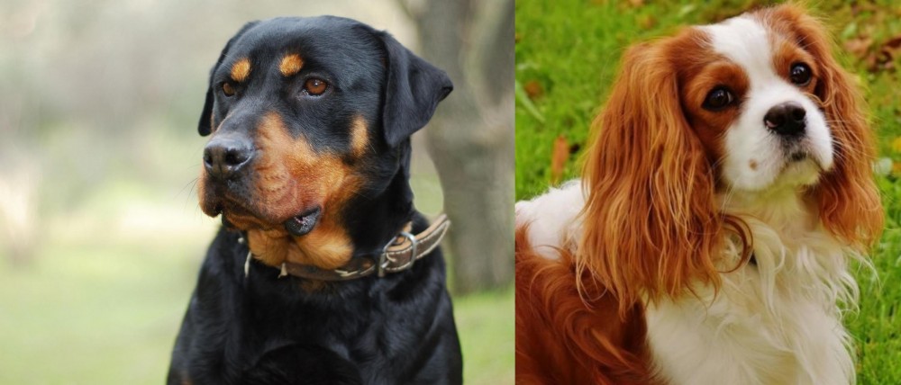 Cavalier King Charles Spaniel vs Rottweiler - Breed Comparison