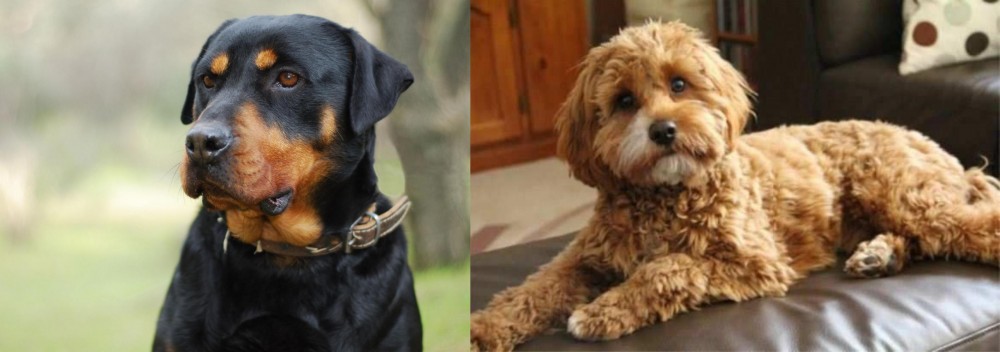 Cavapoo vs Rottweiler - Breed Comparison