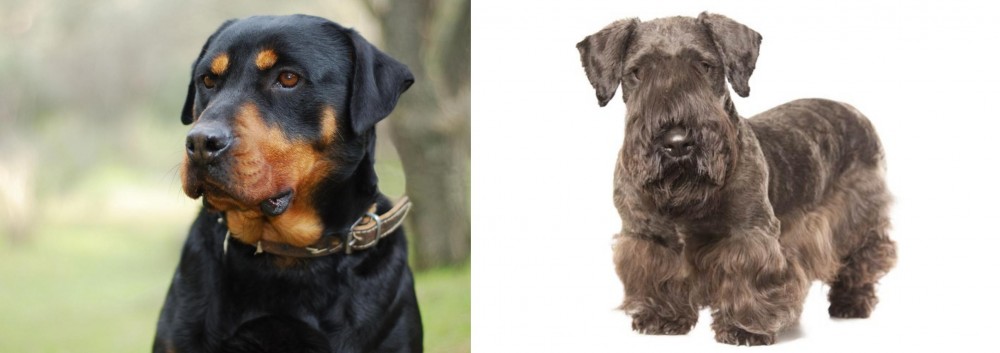 Cesky Terrier vs Rottweiler - Breed Comparison