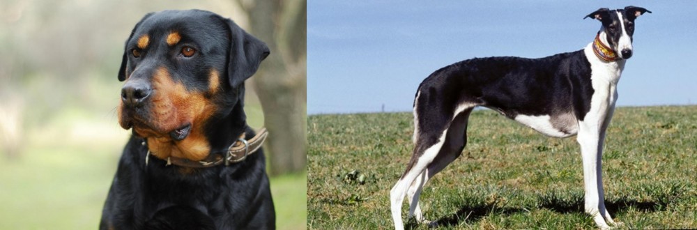 Chart Polski vs Rottweiler - Breed Comparison