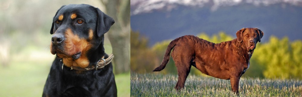 Chesapeake Bay Retriever vs Rottweiler - Breed Comparison