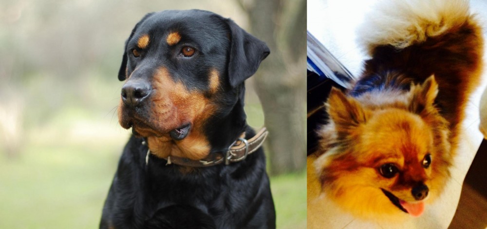 Chiapom vs Rottweiler - Breed Comparison