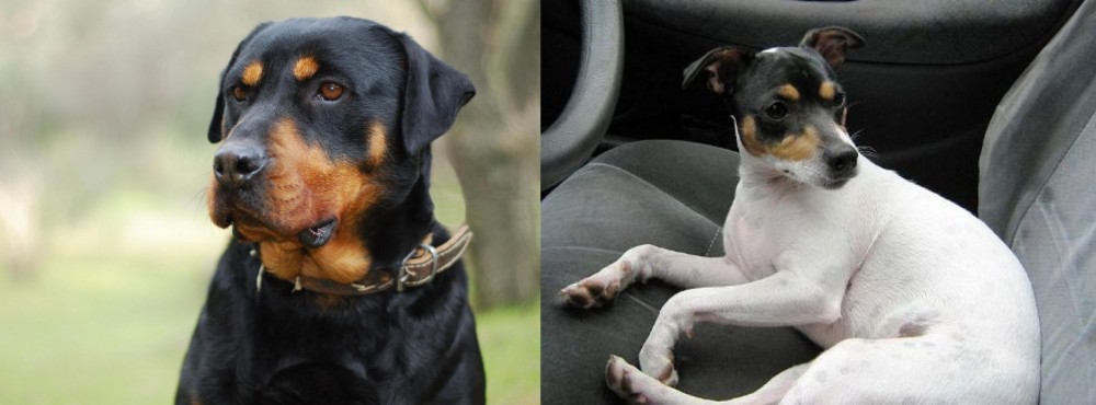 Chilean Fox Terrier vs Rottweiler - Breed Comparison