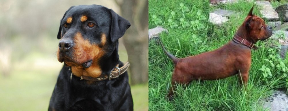 Chinese Chongqing Dog vs Rottweiler - Breed Comparison