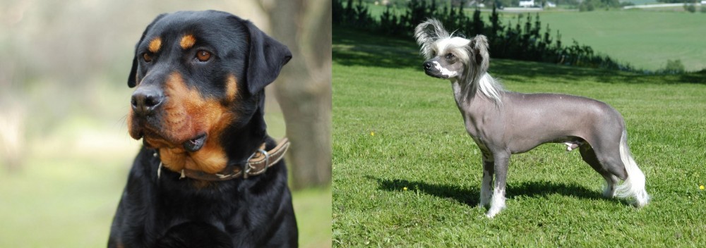 Chinese Crested Dog vs Rottweiler - Breed Comparison
