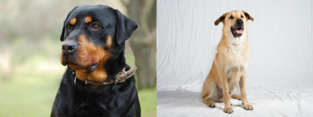 Chinook vs Rottweiler - Breed Comparison