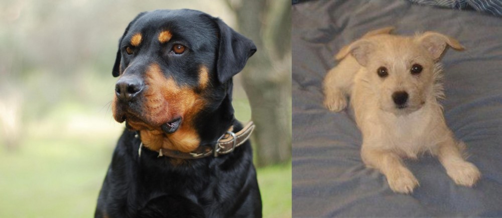 Chipoo vs Rottweiler - Breed Comparison