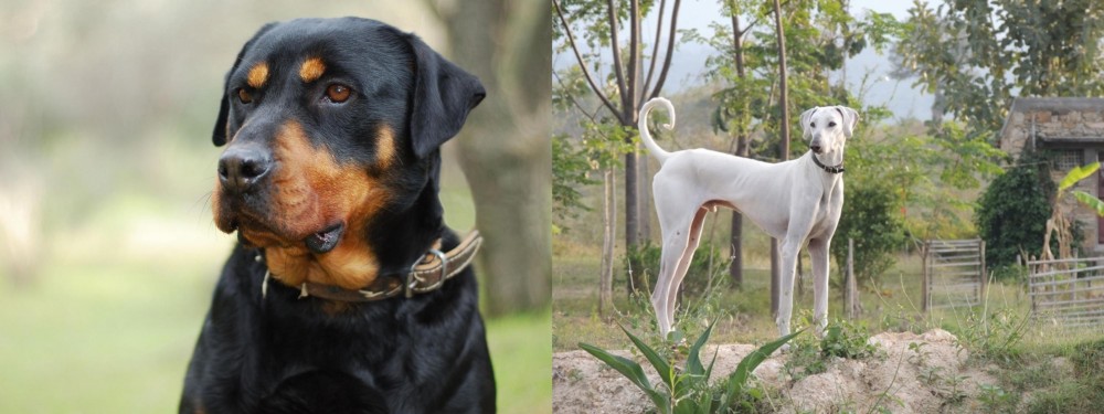 Chippiparai vs Rottweiler - Breed Comparison