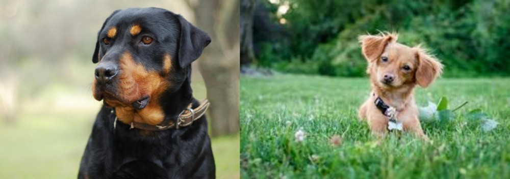 Chiweenie vs Rottweiler - Breed Comparison