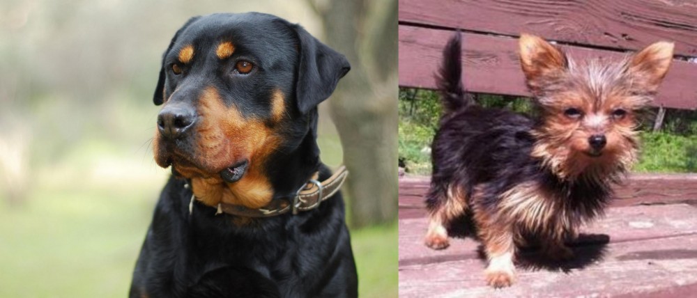Chorkie vs Rottweiler - Breed Comparison