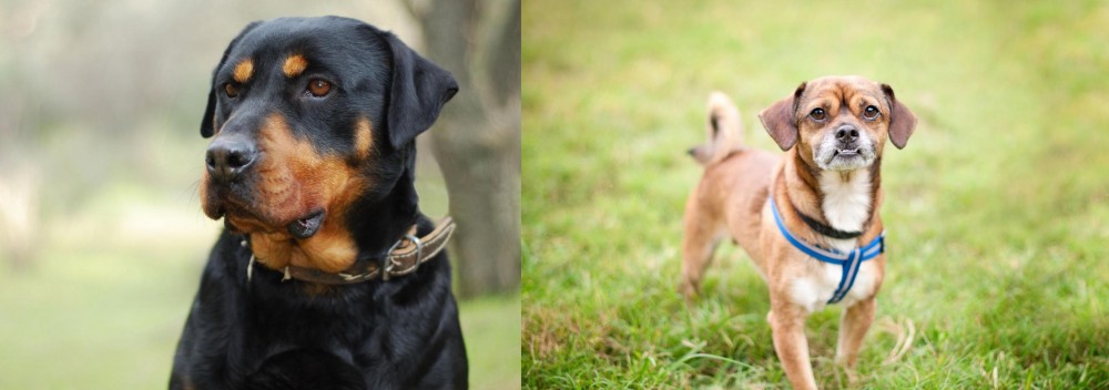 Chug vs Rottweiler - Breed Comparison