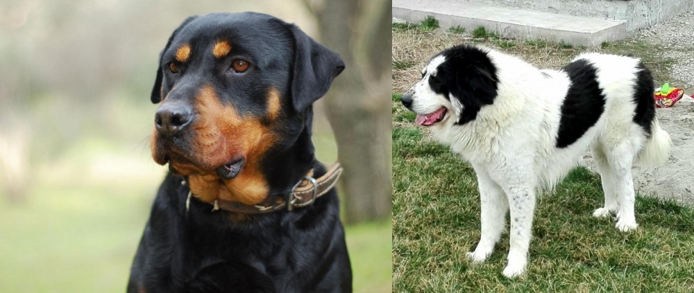 Ciobanesc de Bucovina vs Rottweiler - Breed Comparison