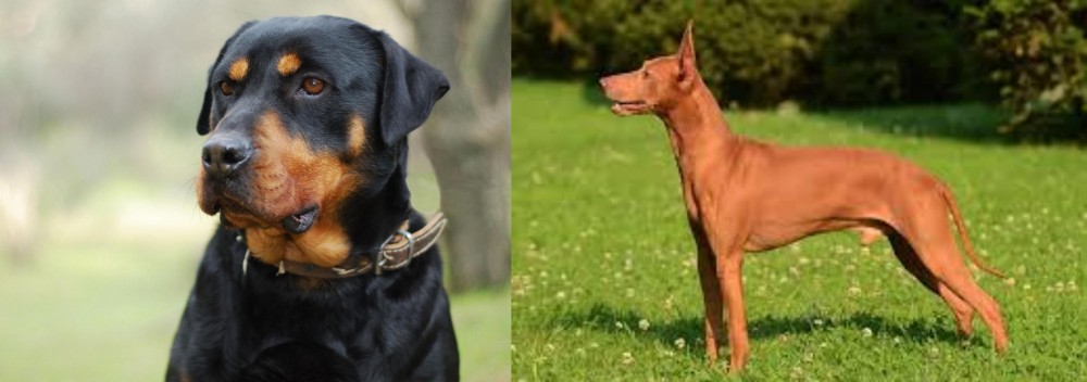 Cirneco dell'Etna vs Rottweiler - Breed Comparison