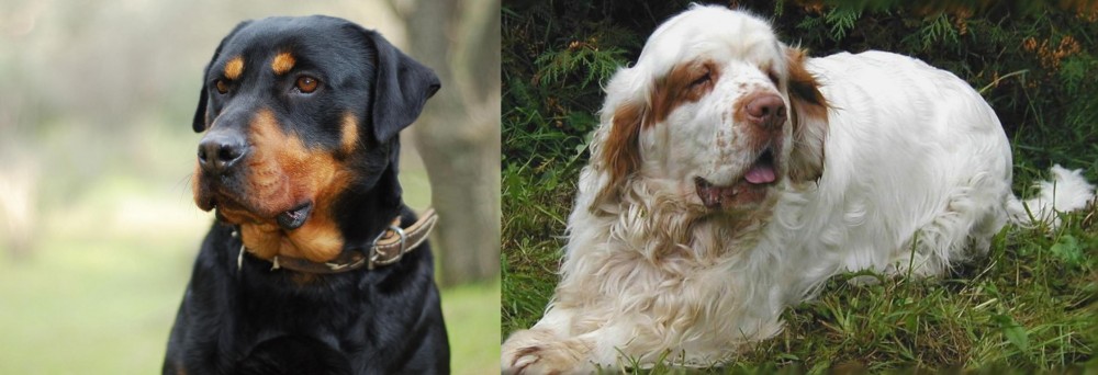 Clumber Spaniel vs Rottweiler - Breed Comparison