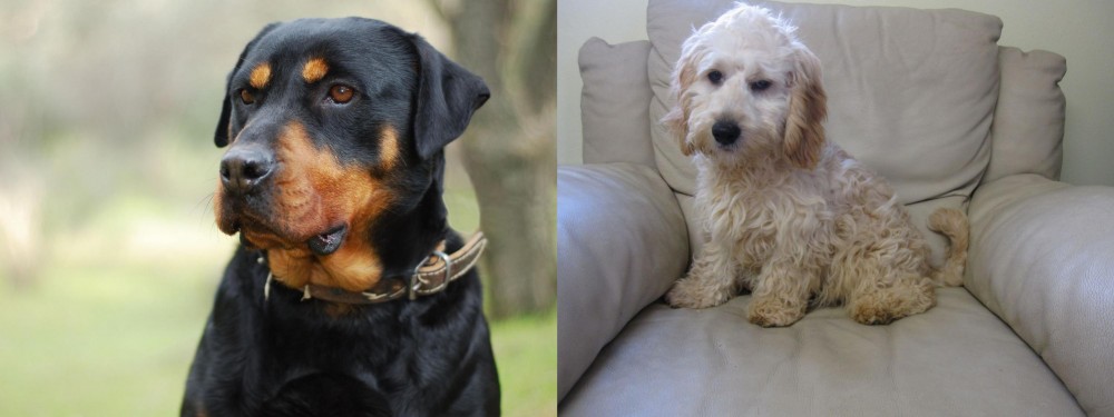 Cockachon vs Rottweiler - Breed Comparison