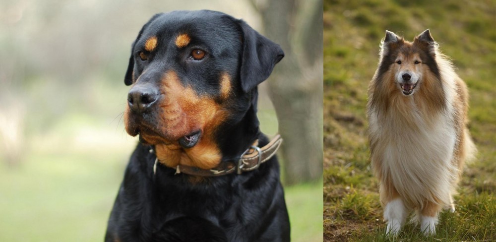Collie vs Rottweiler - Breed Comparison