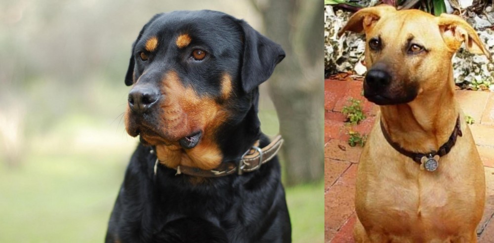 Combai vs Rottweiler - Breed Comparison