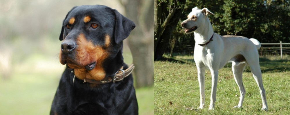 Cretan Hound vs Rottweiler - Breed Comparison