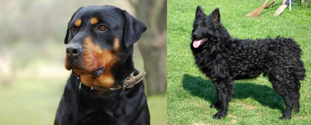 Croatian Sheepdog vs Rottweiler - Breed Comparison