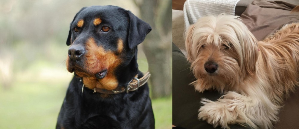 Cyprus Poodle vs Rottweiler - Breed Comparison
