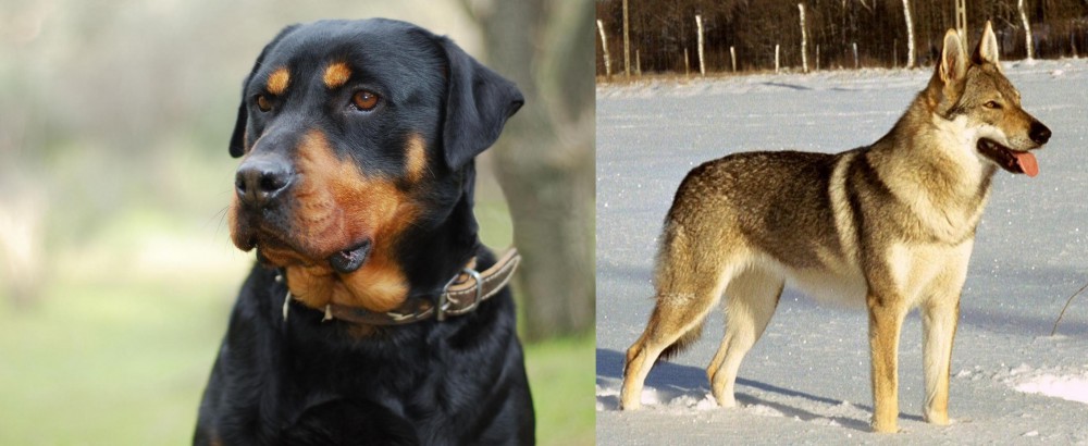 Czechoslovakian Wolfdog vs Rottweiler - Breed Comparison