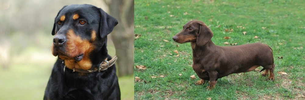 Dachshund vs Rottweiler - Breed Comparison