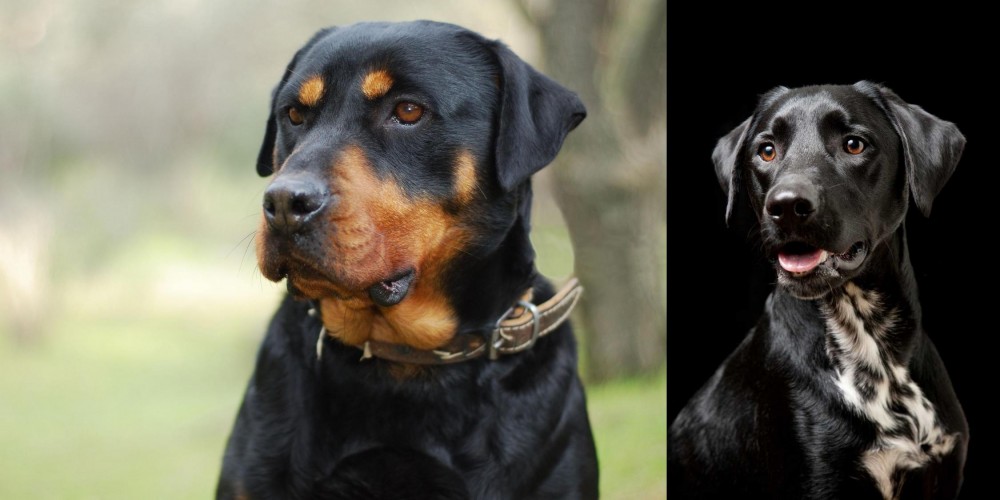 Dalmador vs Rottweiler - Breed Comparison