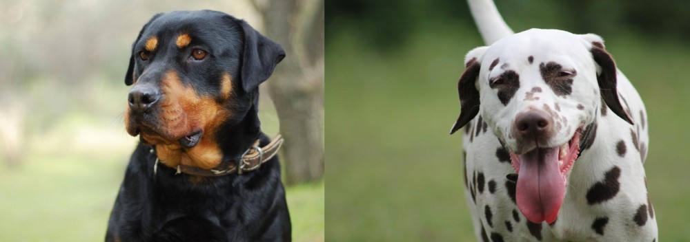 Dalmatian vs Rottweiler - Breed Comparison