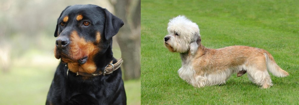 Dandie Dinmont Terrier vs Rottweiler - Breed Comparison