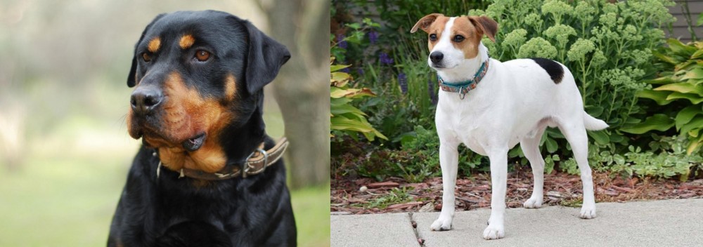 Danish Swedish Farmdog vs Rottweiler - Breed Comparison