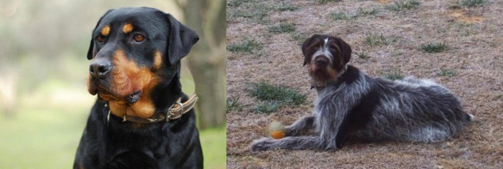Deutsch Drahthaar vs Rottweiler - Breed Comparison