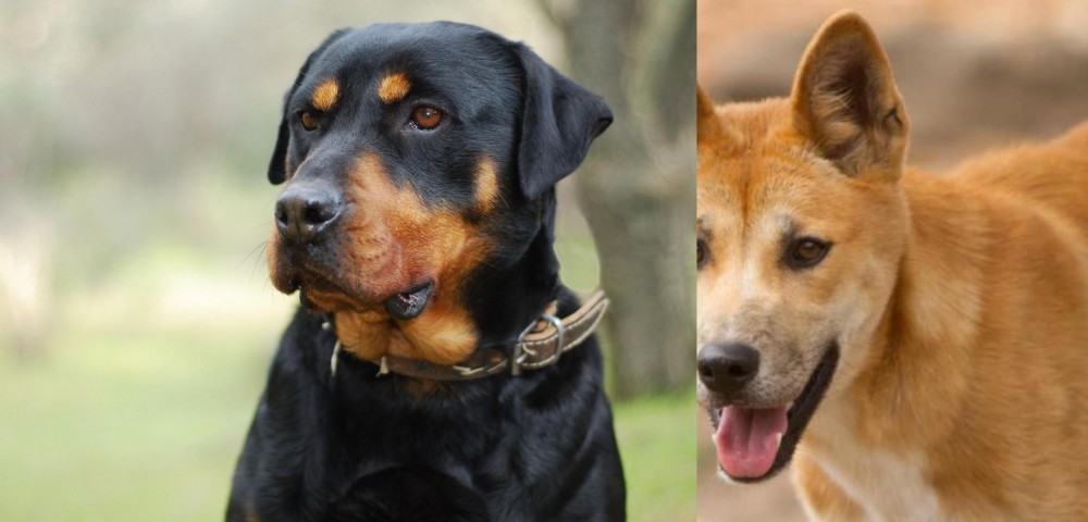 Dingo vs Rottweiler - Breed Comparison