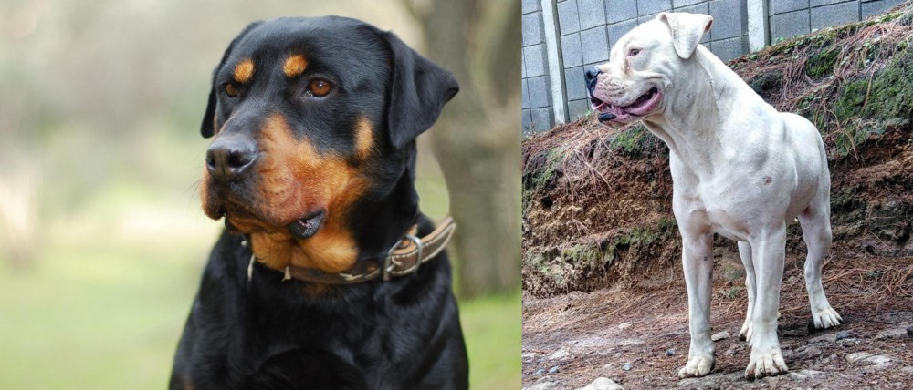 Dogo Guatemalteco vs Rottweiler - Breed Comparison