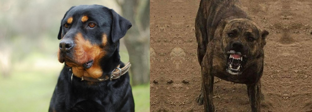 Dogo Sardesco vs Rottweiler - Breed Comparison