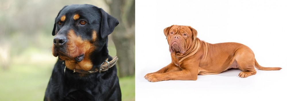 Dogue De Bordeaux vs Rottweiler - Breed Comparison