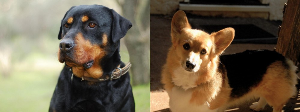 Dorgi vs Rottweiler - Breed Comparison
