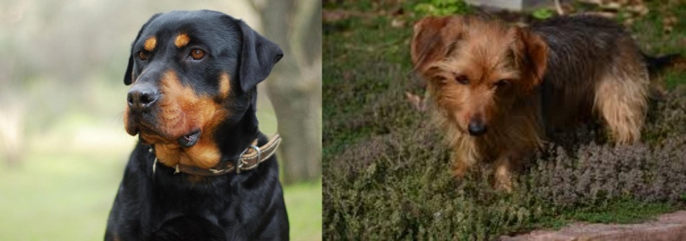 Dorkie vs Rottweiler - Breed Comparison