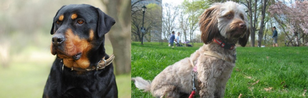 Doxiepoo vs Rottweiler - Breed Comparison