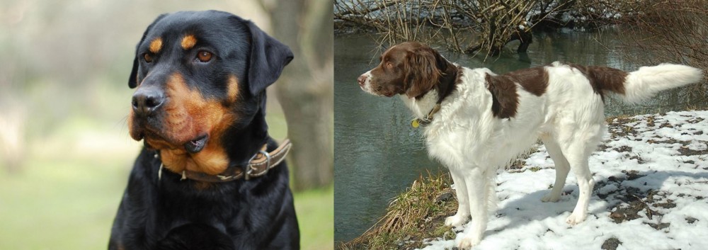 Drentse Patrijshond vs Rottweiler - Breed Comparison