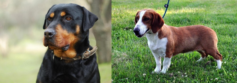 Drever vs Rottweiler - Breed Comparison