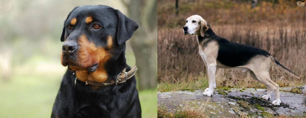 Dunker vs Rottweiler - Breed Comparison